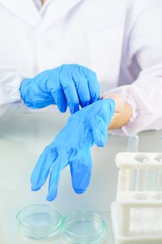 Close up Scientist hands putting in nitrile blue latex gloves in labcoat wearing nitrile gloves, doing experiments in lab