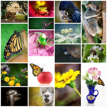 A collage of beautiful and unique Australian flora and fauna