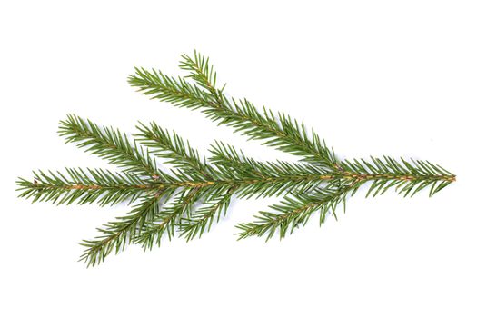 Evergreen christmas fir pine tree branch on white background