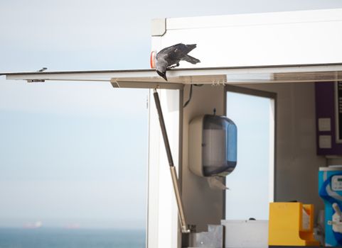 Jackdaw bird looking for food scraps at Scheveningen beach, Holland.