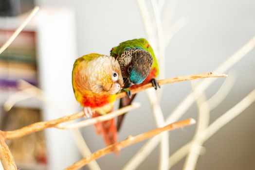 Colorful portrait of a sweet pair of pet parrots cuddling.