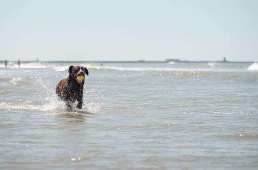 Chocolate labrador at Scheveningen beach, Den Haag, South Holland, NL.