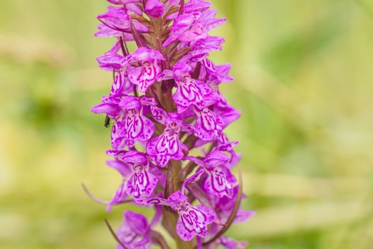 Dactylorhiza maculata spotted orchid, extreme closeup on inflorescence.