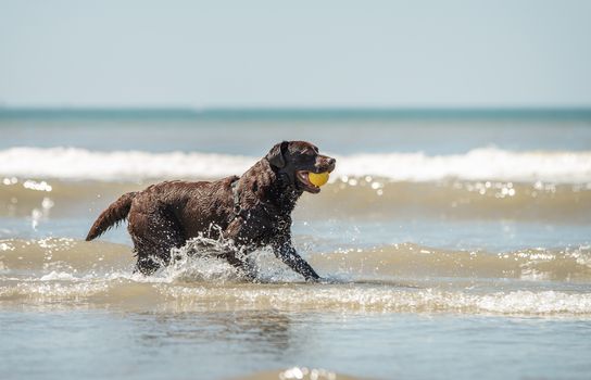Chocolate labrador dog retrieving a yellow ball in the sea water.