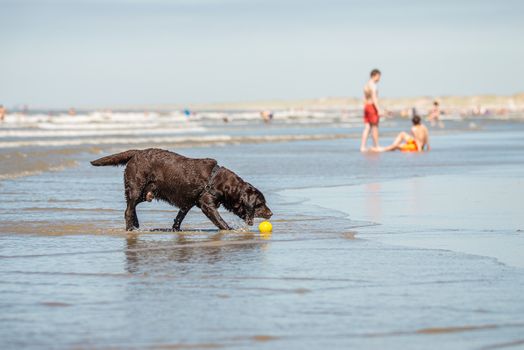 Dog at pet friendly beach, Scheveningen, the Hague Dutch coast, NL.
