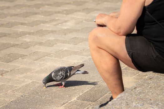 Urban scene with domestic pigeon eating crumbs from a tourist's lunch.