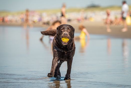 Happy young adult labrador playing with yellow ball at the beach.