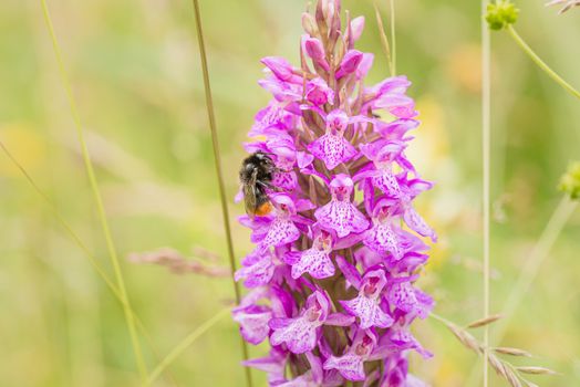 Bee feeding on wild spotted orchid inflorescence, the Netherlands.