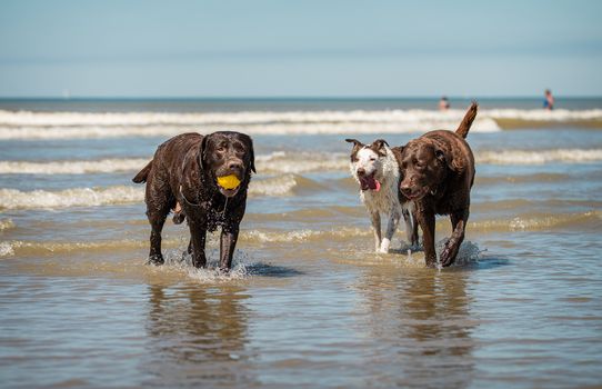 Border collie shepherd dog herding two chocolate labrador retrievers.