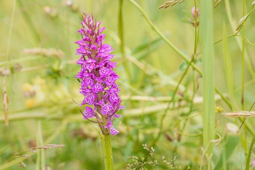Spotted orchid inflorescence in North Holland, the Netherlands.