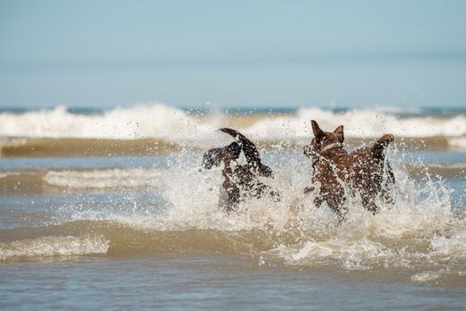 Pet dogs splashing in the ocean surf, Scheveningen beach, Holland, NL.