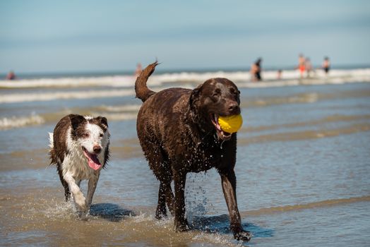 Young chocolate labrador retriever and elderly border collie dogs.