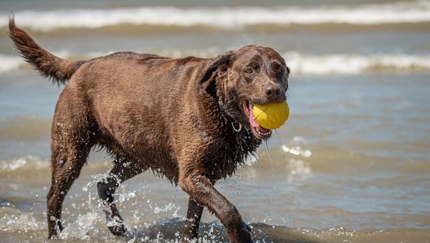 Candid closeup portrait of Chocolate lab dog playing at the beach.