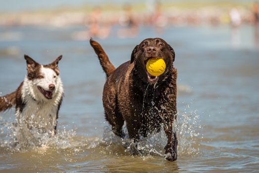 Border collie and chocolate labrador running in the ocean surf.