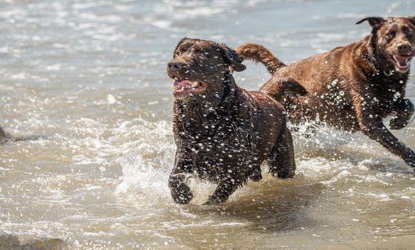 Chocolate labrador retriever dogs enjoying a day out at the seaside.