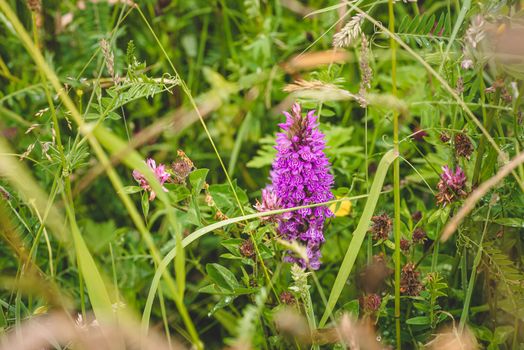 Dactylorhiza maculata aka spotted orchid blooming in a Dutch meadow.