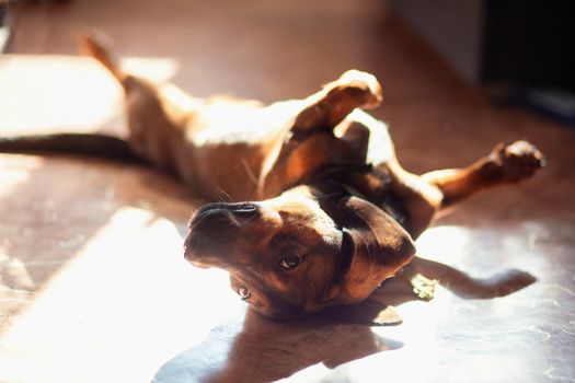 A funny dog of the Dachshund breed lies at home on the floor with its paws up