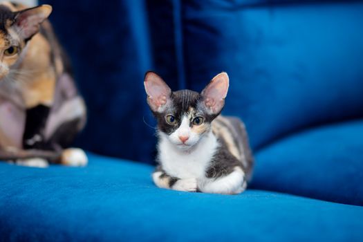 Sphynx mestizo kitten sits on the couch. Tricolor kitten with big ears, brush sphinx. Sphinx with wool