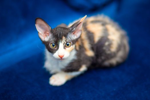 Cute kitten mestizo Sphynx sits on the couch. Tricolor kitten with big ears, brush sphinx. Sphinx with wool