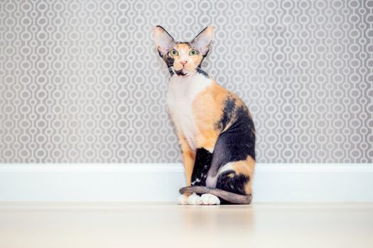 Tricolor Don Sphynx cat with wool. Brashevy mestizo sphinx with large ears and wrinkles