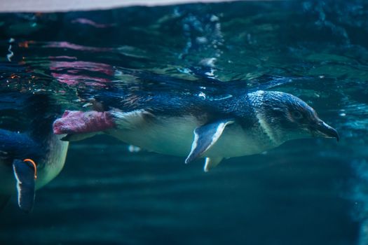 Christchurch, New Zealand - September 17, 2020: Penguins at the International Antarctic Centre which is a popular tourist attraction near Christchurch airport in New Zealand
