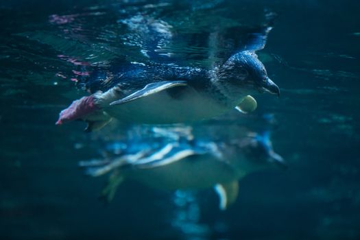 Christchurch, New Zealand - September 17, 2020: Penguins at the International Antarctic Centre which is a popular tourist attraction near Christchurch airport in New Zealand