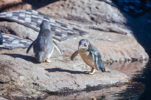 Christchurch, New Zealand - September 17, 2020: Penguins at the International Antarctic Centre which is a popular tourist attraction near Christchurch airport in New Zealand
