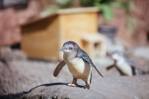 Christchurch, New Zealand - September 17, 2020: Penguins at the International Antarctic Centre which is a popular tourist attraction near Christchurch airport in New Zealand