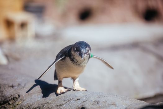 Christchurch, New Zealand - September 17, 2020: Penguins at the International Antarctic Centre which is a popular tourist attraction near Christchurch airport in New Zealand