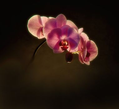 Orchid flowers, on a dark background