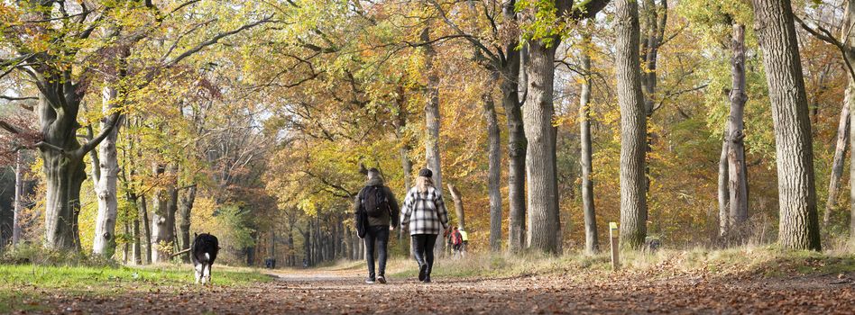 couple and dog in fall colors of autumnal forest near utrecht in the netherlands