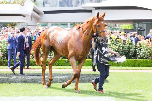MELBOURNE, AUSTRALIA - NOVEMBER 05, 2019: Horse Vow and Declare after winning the Melbourne Cup at Flemington Racecourse in Melbourne Australia