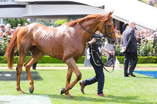 MELBOURNE, AUSTRALIA - NOVEMBER 05, 2019: Horse Vow and Declare after winning the Melbourne Cup at Flemington Racecourse in Melbourne Australia