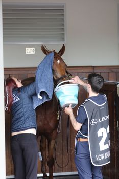 MELBOURNE, AUSTRALIA - NOVEMBER 05, 2019: Horse Vow and Declare after winning the Melbourne Cup at Flemington Racecourse in Melbourne Australia