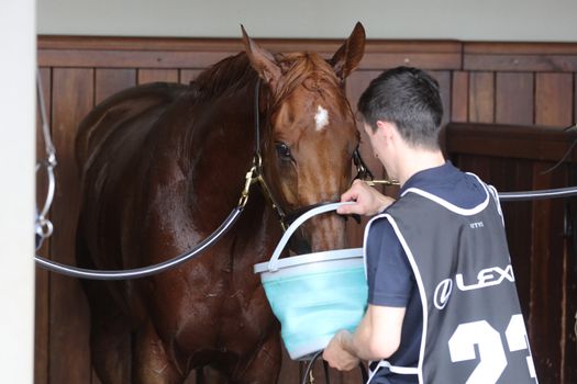 MELBOURNE, AUSTRALIA - NOVEMBER 05, 2019: Horse Vow and Declare after winning the Melbourne Cup at Flemington Racecourse in Melbourne Australia