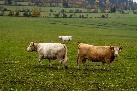 bulls on a green pasture in autumn.