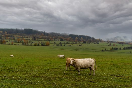 grazing bulls on pasture in autumn.