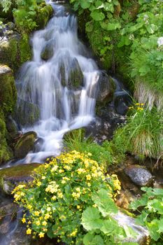 La cascata del torrente, con in primo piano i ranuncoli selvatici