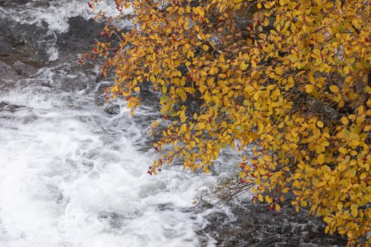 A torrent of cold water, from which the Aragon Subordan River is born, as it passes under the branches of a rowan tree, through the Aguas Tuertas valley, Hecho, Anso, Huesca. Aragonese Pyrenees.