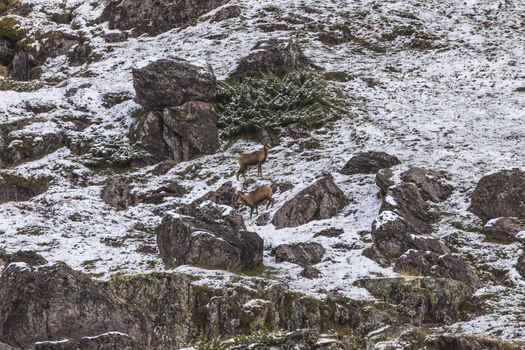 A couple of chamois look for food on one of the slopes of the mountains in the Aguas Tuertas valley, Hecho, Anso, Huesca. Aragonese Pyrenees.