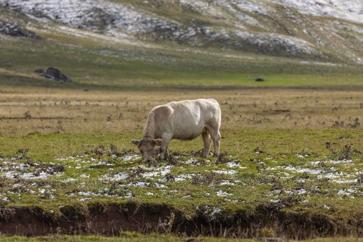 A cow eating grass in the pastures of Aguas Tuertas valley, Hecho and Anso, Huesca, Spain. Aragonese Pyrenees.