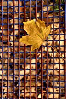 autumnal colored maple leaf on a blue grid of a seat