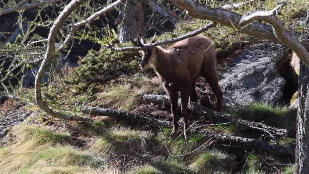 Il camoscio ci guarda incuriosito.