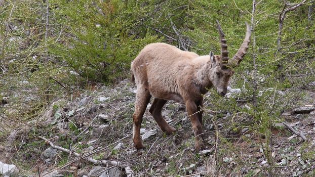 Il camoscio ci guarda incuriosito.