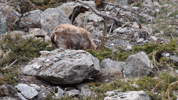 Il camoscio ci guarda incuriosito.