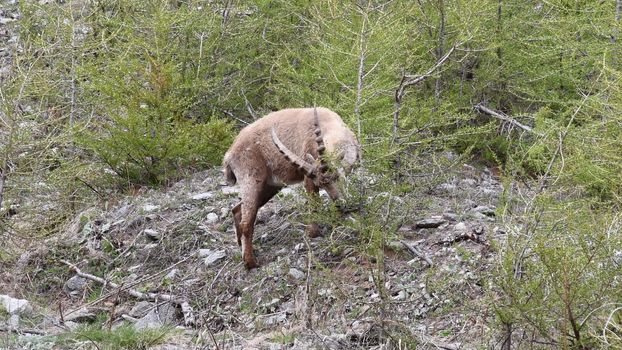 Il camoscio ci guarda incuriosito.