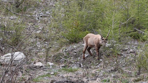 Il camoscio ci guarda incuriosito.