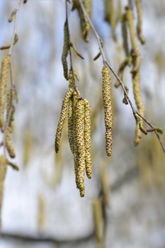 Common birch - Latin name - Betula pendula