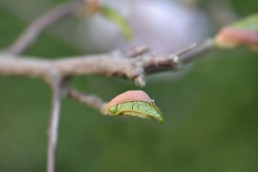 Star magnolia leaf bud - Latin name - Magnolia stellata