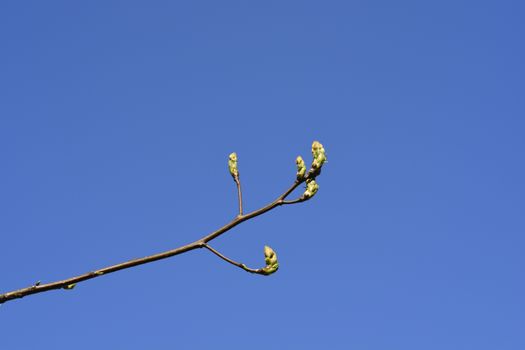 American sweetgum branch with new leaves against blue sky - Latin name - Liquidambar styraciflua